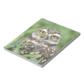 アメリカ，フロリダ州，サンゴ岬，穴あきフクロウ（アテーネ） ノートパッド (回転)