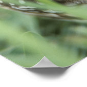 アメリカ，フロリダ州，サンゴ岬，穴あきフクロウ（アテーネ） ポスター (角)