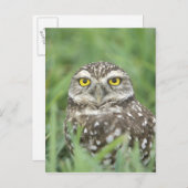 アメリカ，フロリダ州，サンゴ岬，穴あきフクロウ（アテーネ） ポストカード (正面/裏面)
