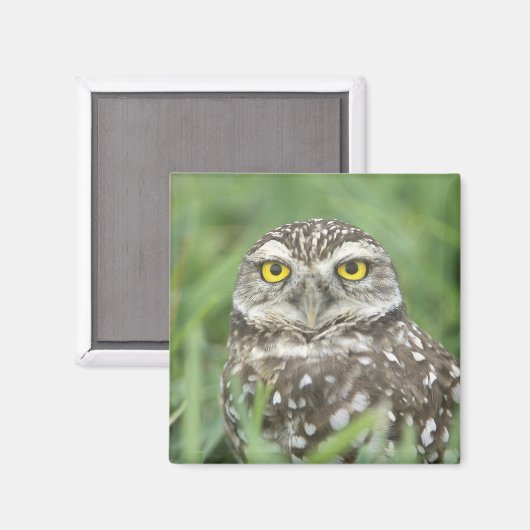 アメリカ,フロリダ州,サンゴ岬,穴あきフクロウ(アテーネ) マグネット (正面/裏面)