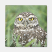 アメリカ,フロリダ州,サンゴ岬,穴あきフクロウ(アテーネ) マグネット (正面)