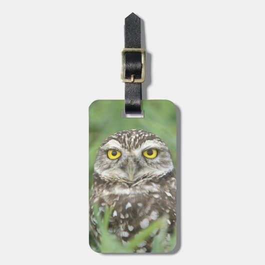 アメリカ,フロリダ州,サンゴ岬,穴あきフクロウ(アテーネ) ラゲッジタグ (正面縦)