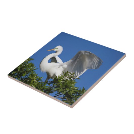 アメリカ,フロリダ州,セントオーガスティン,エグレト タイル (側面)