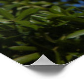 アメリカ，フロリダ州，セントオーガスティン，エグレト ポスター (角)