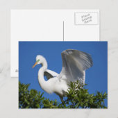 アメリカ,フロリダ州,セントオーガスティン,エグレト ポストカード (正面/裏面)