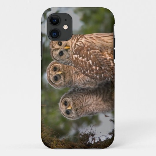 アメリカ、フロリダ州、ビエラ・ウェットランズ。三羽のモズモドキ Case-Mate iPhoneケース (裏面)