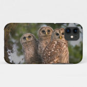 アメリカ、フロリダ州、ビエラ・ウェットランズ。三羽のモズモドキ Case-Mate iPhoneケース (裏面(横))