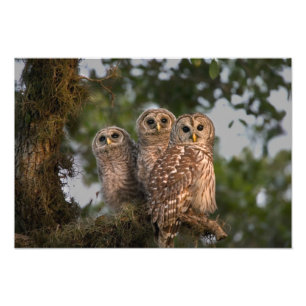 アメリカ、フロリダ州、ビエラ・ウェットランド。アメリカフクロウ三羽 フォトプリント