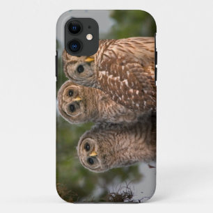 アメリカ、フロリダ州、ビエラ・ウェットランド。3羽のモズモドキ iPhone 11 ケース