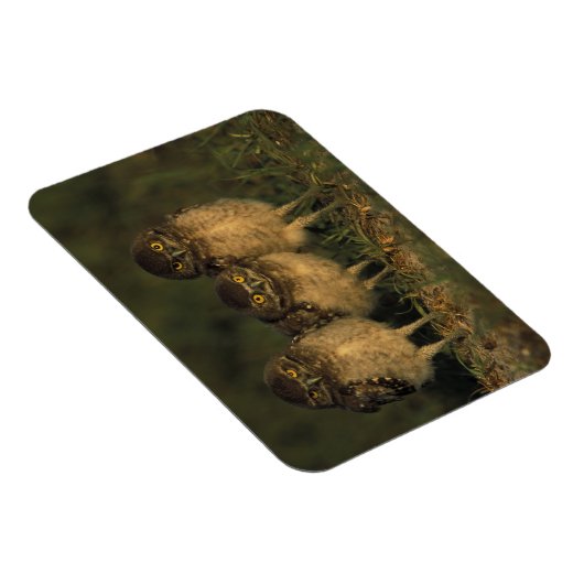 アメリカ、フロリダ、ケープ・コーラル。三つの穴かぐるフクロウ マグネット (右側)