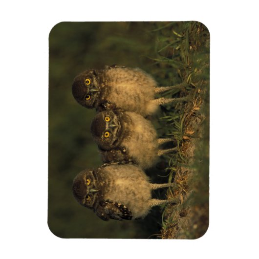 アメリカ、フロリダ、ケープ・コーラル。三つの穴かぐるフクロウ マグネット (縦)