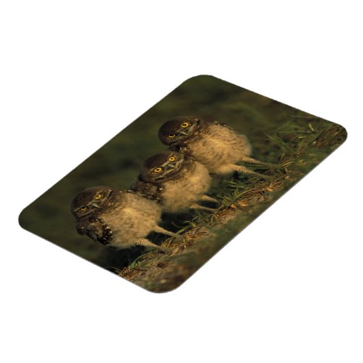 アメリカ、フロリダ、ケープ・コーラル。三つの穴かぐるフクロウ マグネット (左側)