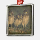 アメリカ、フロリダ、ケープ・コーラル。三つの穴かぐるフクロウ メタルオーナメント (左)