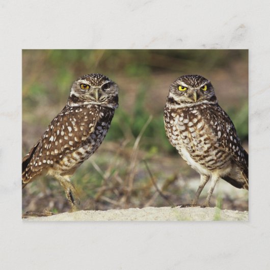 アメリカ、フロリダ、サニベル島。~の閉鎖 ポストカード (正面)