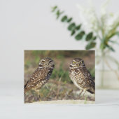 アメリカ、フロリダ、サニベル島。~の閉鎖 ポストカード (スタンド正面)