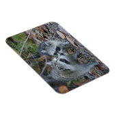 アメリカ、フロリダ、サニベル、デニング・ダーリング国家 マグネット (右側)