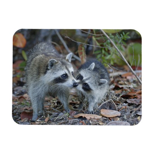 アメリカ、フロリダ、サニベル、デニング・ダーリング国家 マグネット (横)