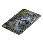 アメリカ、フロリダ、サニベル、デニング・ダーリング国家 マグネット (左側)