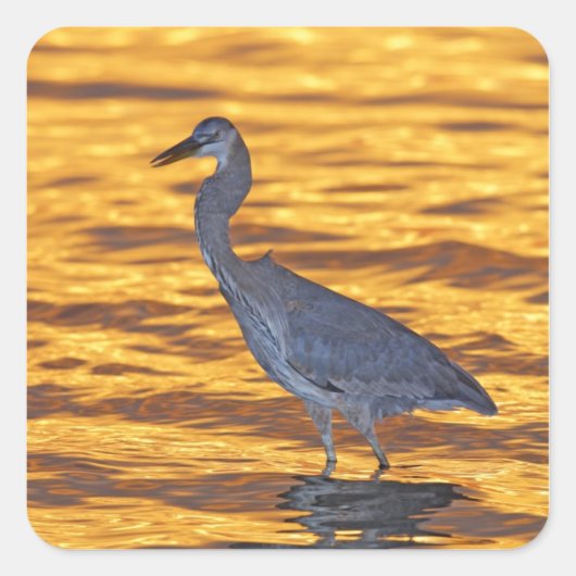 アメリカ、フロリダ、サンクトペテルブルク、フォートデソト公園。 スクエアシール (正面)