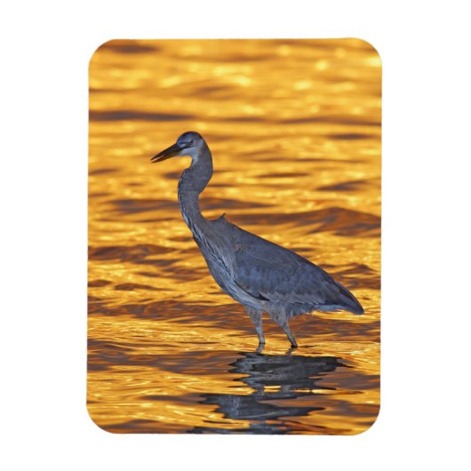 アメリカ、フロリダ、サンクトペテルブルク、フォートデソト公園。 マグネット (縦)