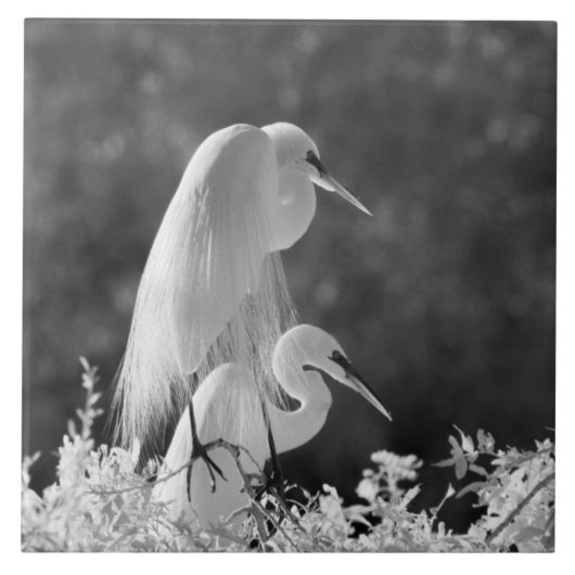 アメリカ、フロリダ、ダイサギ(Ardea alba)赤外線 タイル (正面)