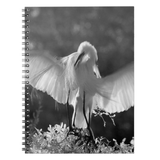 アメリカ、フロリダ、ダイサギ(Ardea alba)赤外線 2 ノートブック (正面)