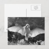 アメリカ、フロリダ、ダイサギ(Ardea alba)赤外線 2 ポストカード (正面/裏面)