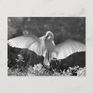 アメリカ、フロリダ、ダイサギ(Ardea alba)赤外線 2 ポストカード