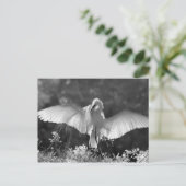 アメリカ、フロリダ、ダイサギ(Ardea alba)赤外線 2 ポストカード (スタンド正面)