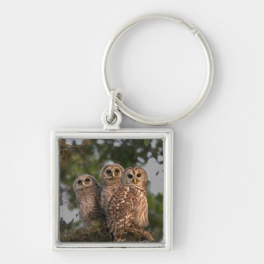 アメリカ、フロリダ、ビエラ湿地。3人の鉄格子 キーホルダー (正面)