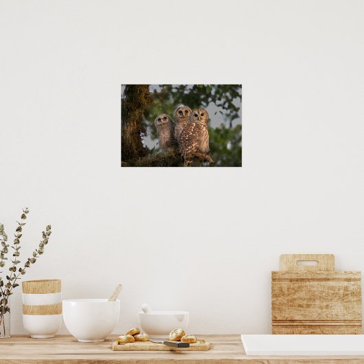 アメリカ、フロリダ、ビエラ湿地。3人の鉄格子 ポスター (キッチン)