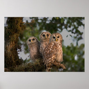 アメリカ、フロリダ、ビエラ湿地。3人の鉄格子 ポスター