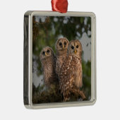 アメリカ、フロリダ、ビエラ湿地。3人の鉄格子 メタルオーナメント (右)