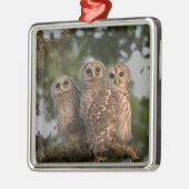 アメリカ、フロリダ、ビエラ湿地。3人の鉄格子 メタルオーナメント (左)