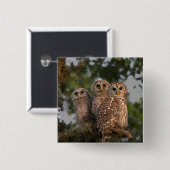 アメリカ、フロリダ、ビエラ湿地。3人の鉄格子 缶バッジ (正面&裏面)