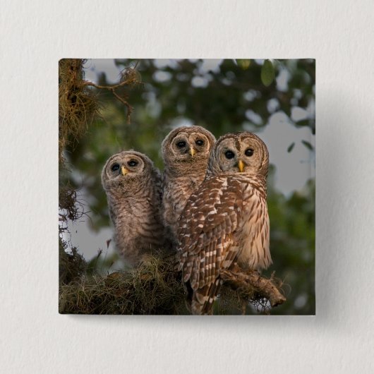 アメリカ、フロリダ、ビエラ湿地。3人の鉄格子 缶バッジ (正面)