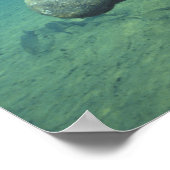 アメリカ、フロリダ、マナティー ポスター (角)