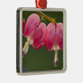 アメリカ、ペンシルバニア州。2回の出血のクローズアップ メタルオーナメント (右)