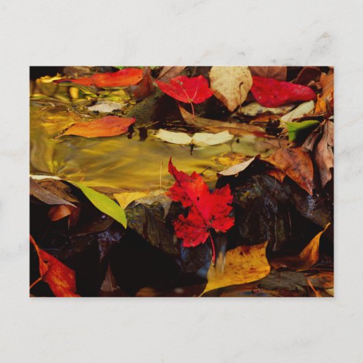 アメリカ, ペンシルベニア州, ポコノ山脈 1 ポストカード (正面)