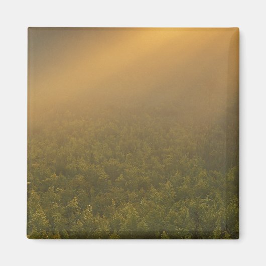 アメリカ、ミシガン、ゴールデンロッドの草地 マグネット (正面)