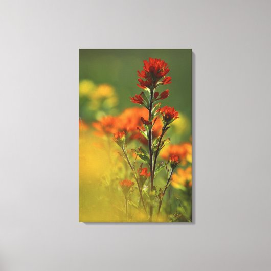 アメリカ、ミシガン、ドラモンド島、マクトン・プレーンズ、 キャンバスプリント (正面)