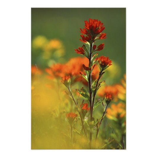 アメリカ、ミシガン、ドラモンド島、マクトン・プレーンズ、 フォトプリント (正面)