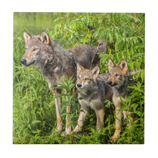 アメリカ、ミネソタ州、サンドストーン、ミネソタ州の野生生物 タイル (正面)