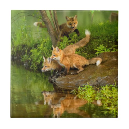 アメリカ、ミネソタ州、サンドストーン、ミネソタ州の野生生物 タイル (正面)