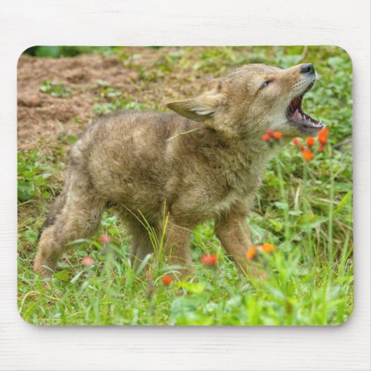 アメリカ、ミネソタ州、サンドストーン、ミネソタ州の野生生物 マウスパッド (正面)