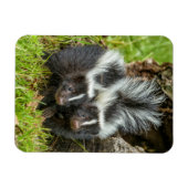 アメリカ、ミネソタ州、サンドストーン、ミネソタ州の野生生物 マグネット (横)