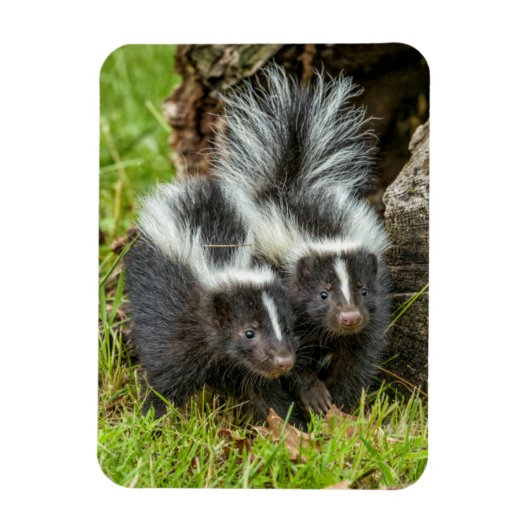 アメリカ、ミネソタ州、サンドストーン、ミネソタ州の野生生物 マグネット (縦)