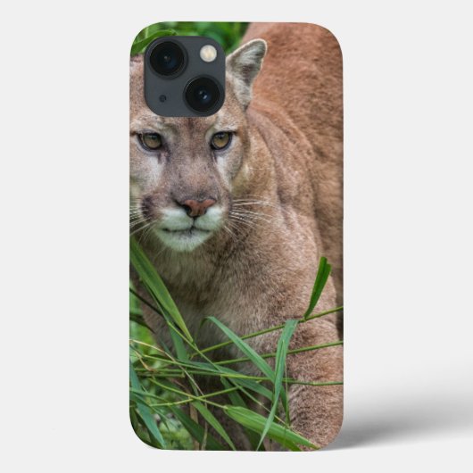 アメリカ、ミネソタ州、サンドストーン、ミネソタ州の野生生物 Case-Mate iPhoneケース (裏面)