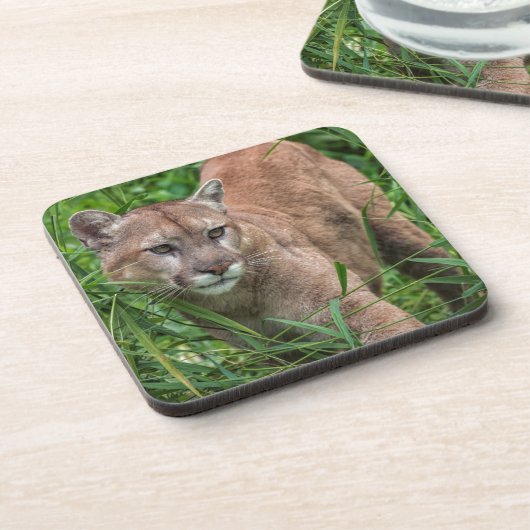 アメリカ、ミネソタ、サンドストーン、ミネソタ野生生物 コースター (左側)