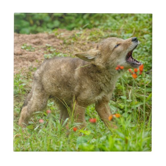 アメリカ、ミネソタ、サンドストーン、ミネソタ野生生物 タイル (正面)